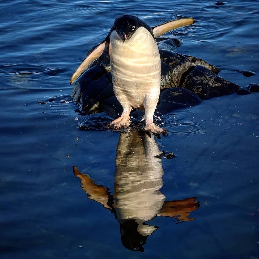 Simply Antarctica (1)