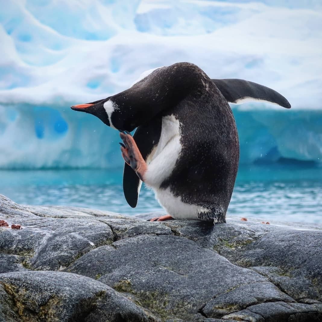 Simply Antarctica (2)