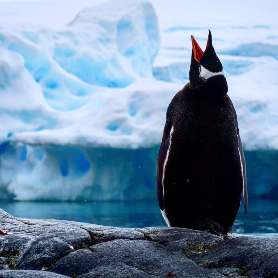 Simply Antarctica (3)
