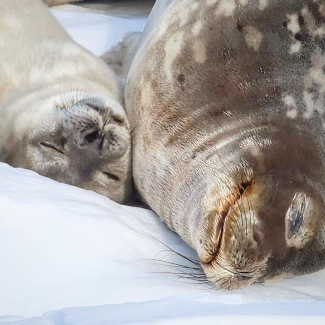 Simply Antarctica (7)