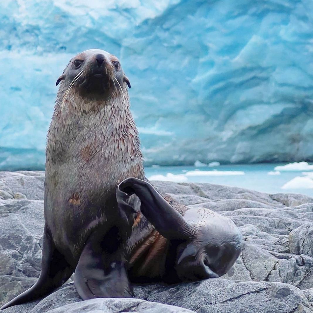 Simply Antarctica (9)