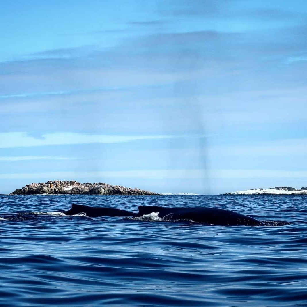 Simply Antarctica (10)