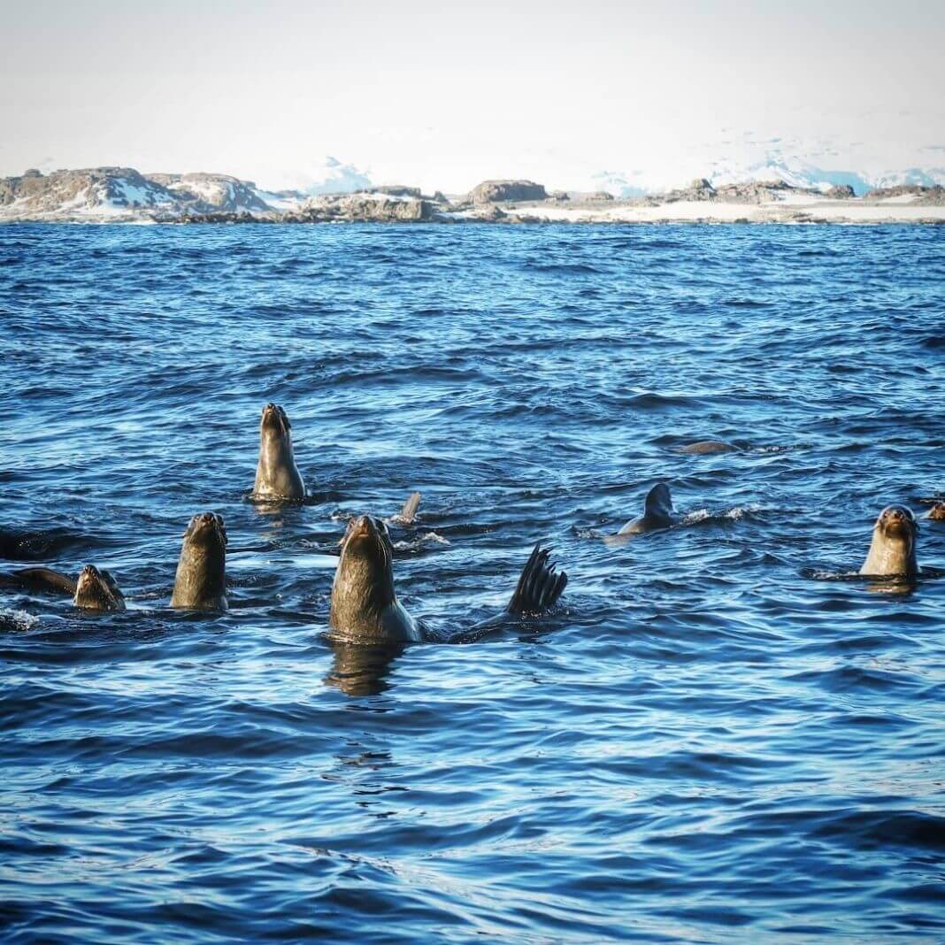 Simply Antarctica (11)