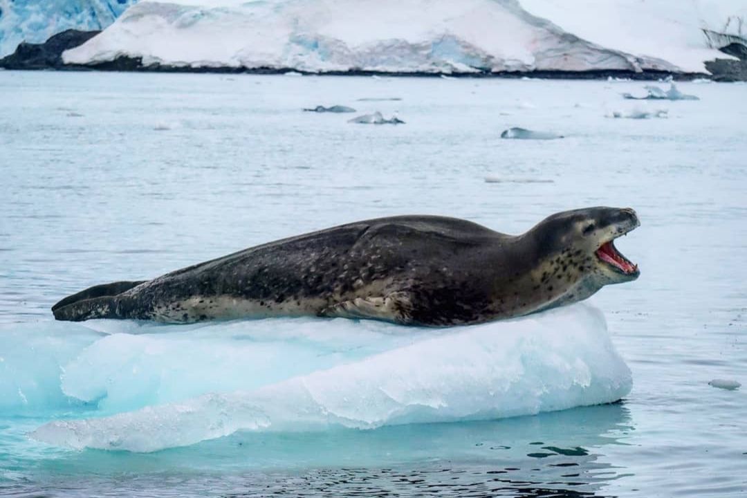 Simply Antarctica (19)