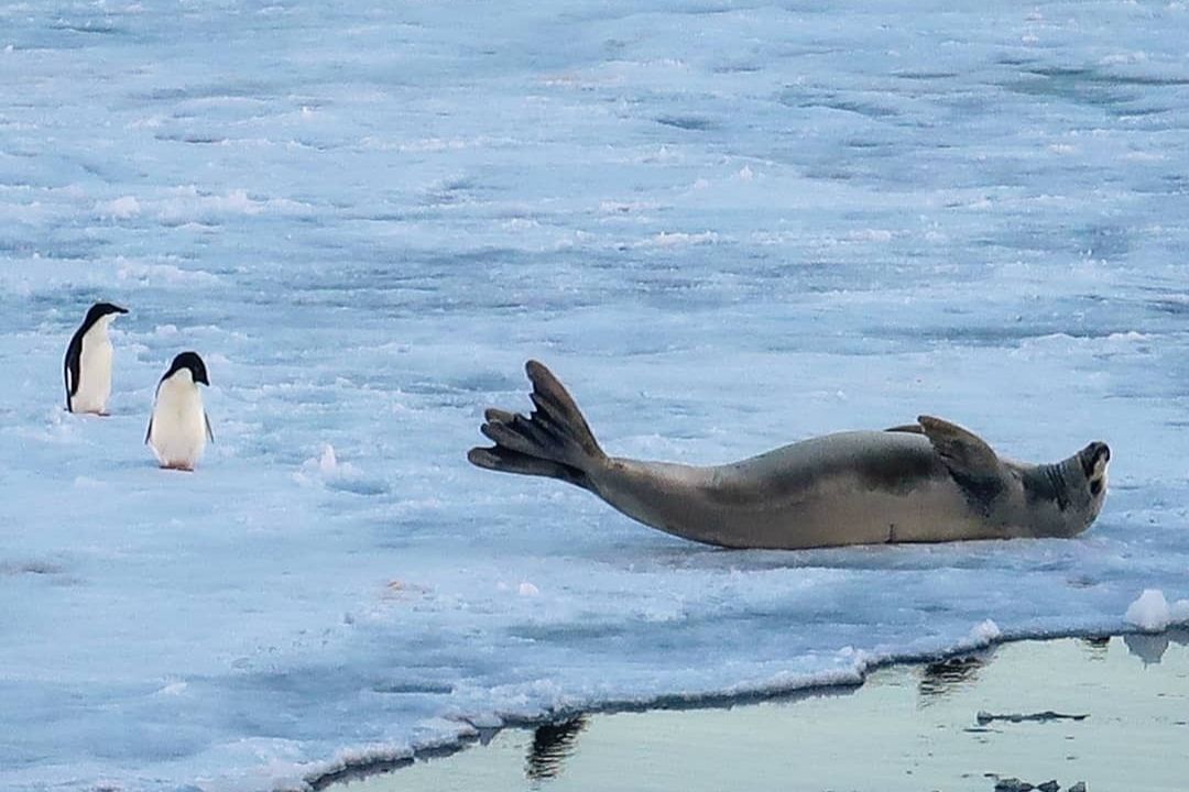 Simply Antarctica (20)