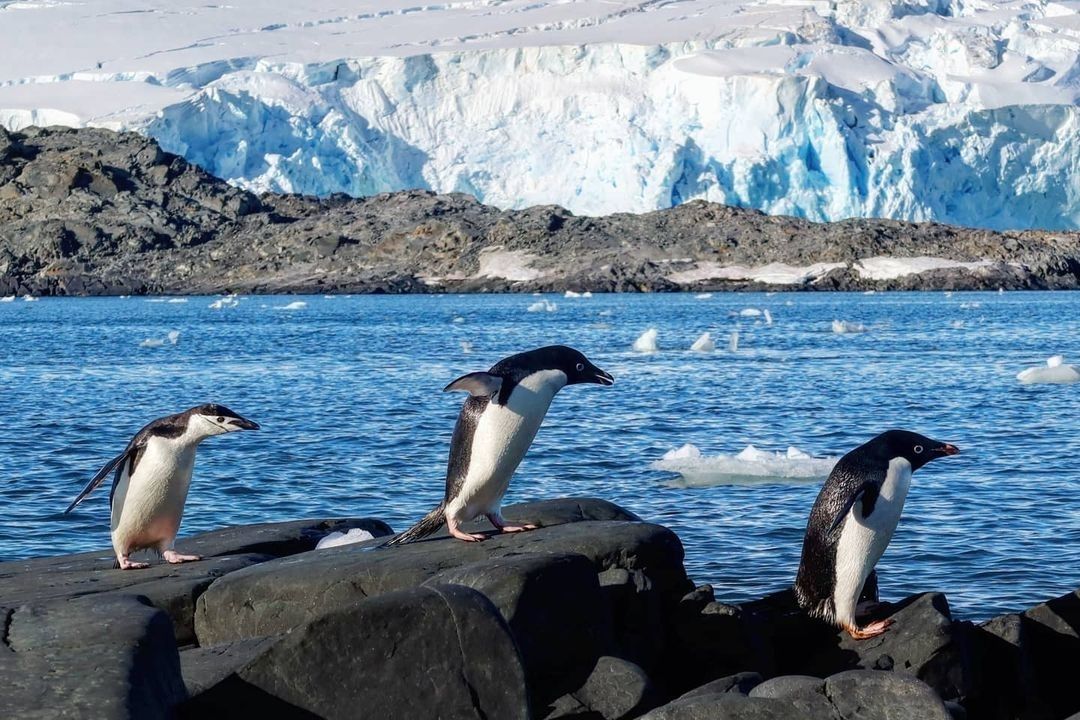 Simply Antarctica (21)