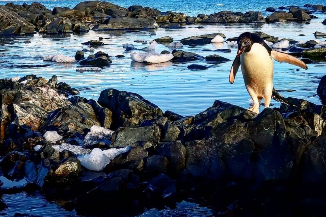 Simply Antarctica (27)